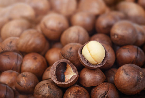 Macadamia In-shell